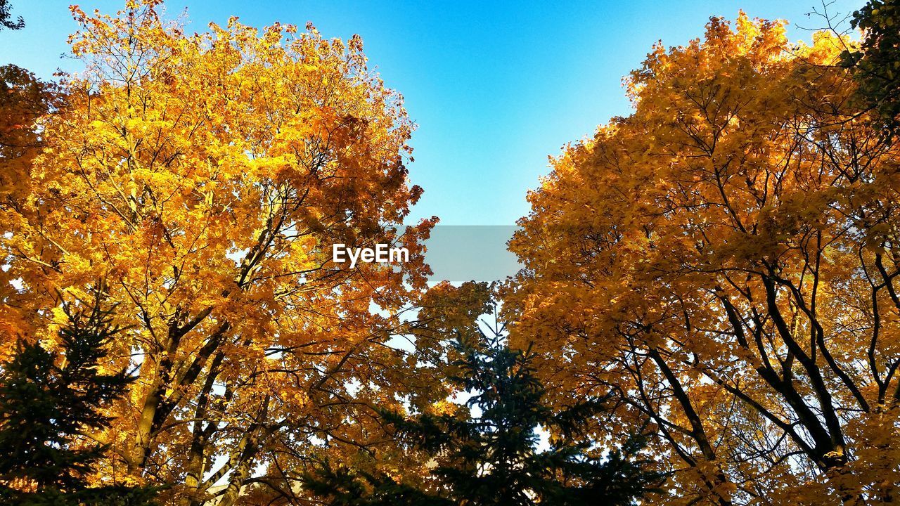 LOW ANGLE VIEW OF TREE AGAINST SKY