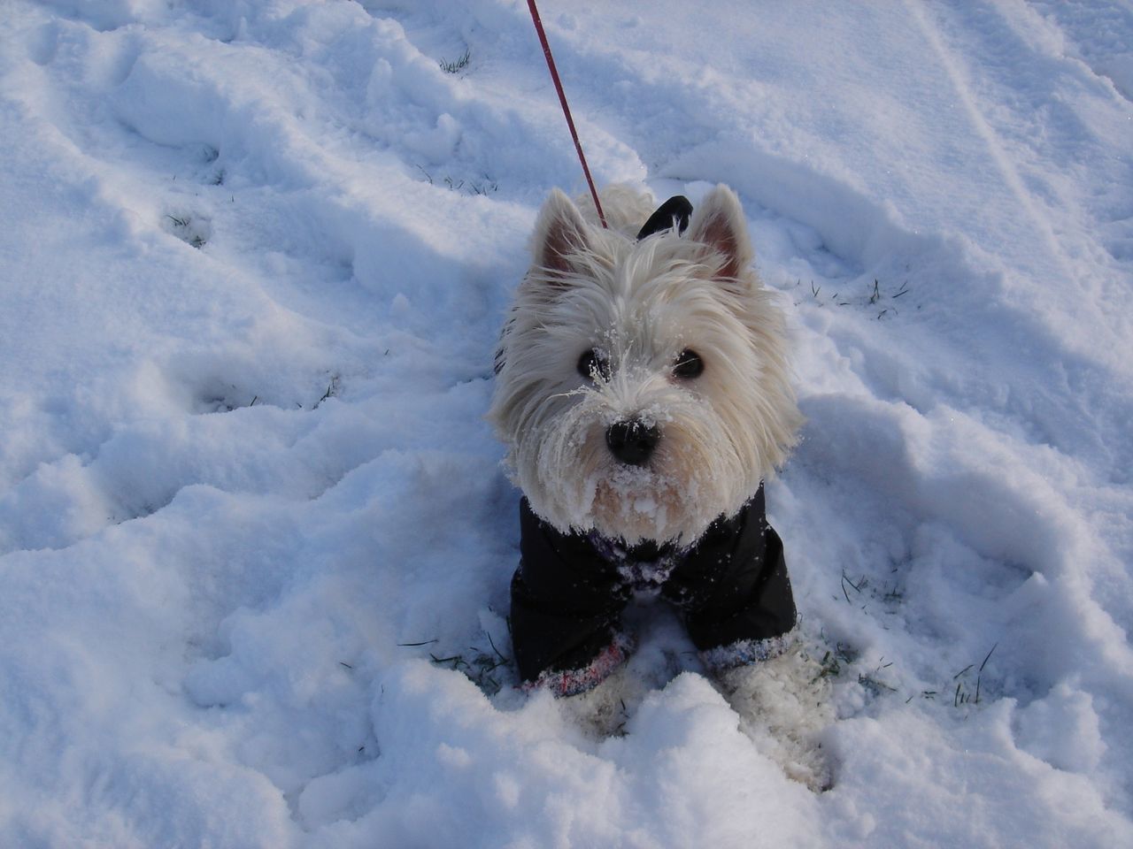 Portrait of dog on snow