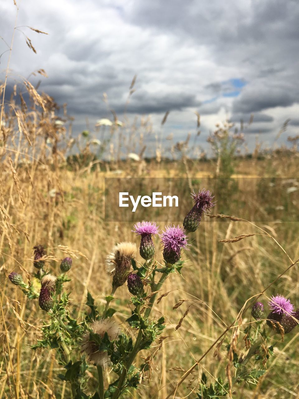 Close-up of pink thistle growing on field against cloudy sky