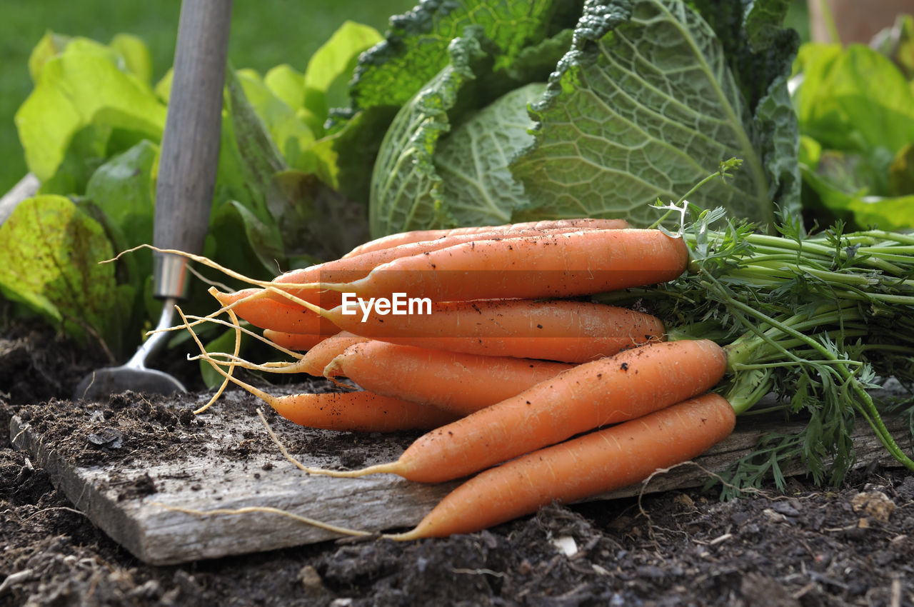 CLOSE-UP OF FRESH VEGETABLES ON LEAF