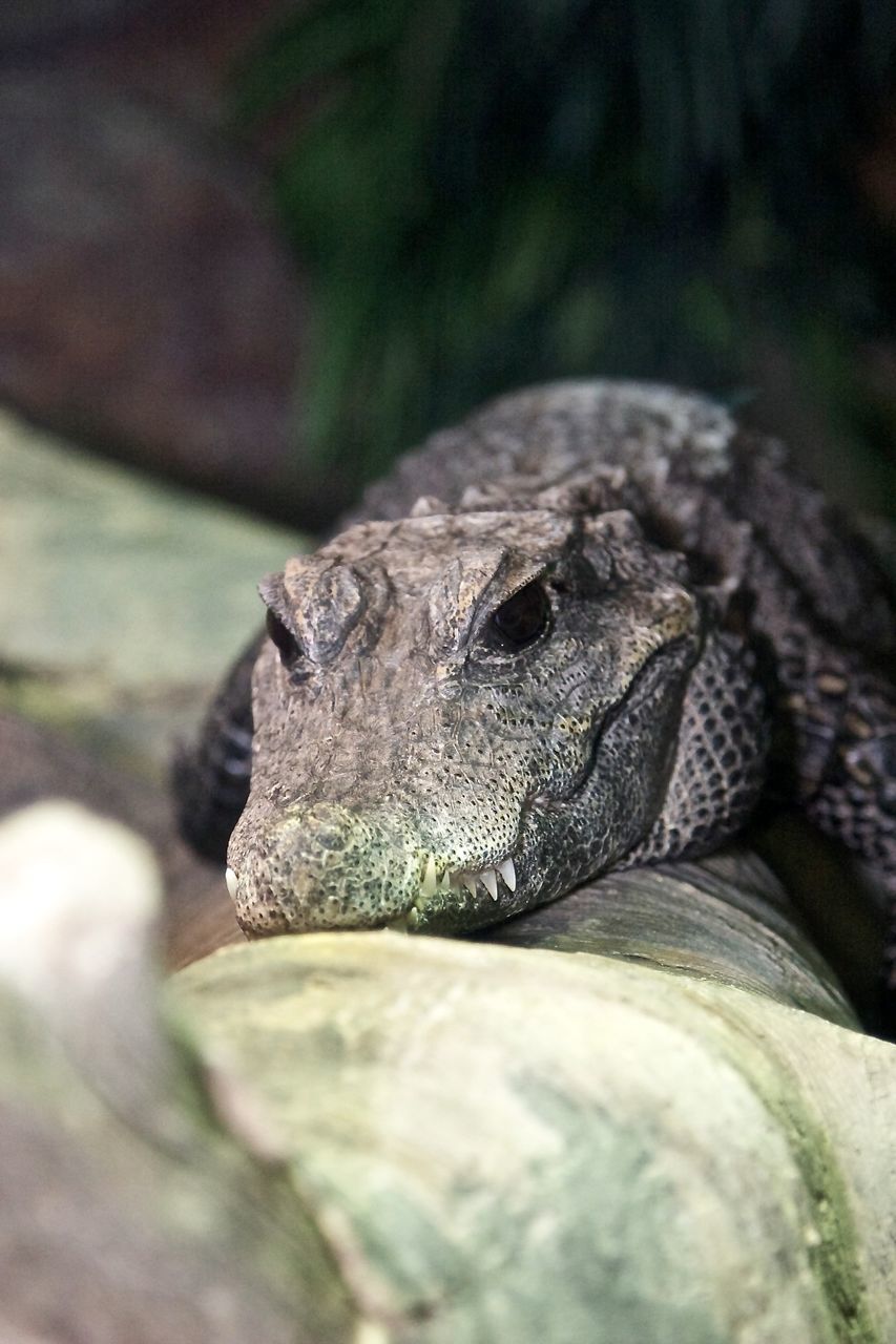 Close up of alligator against blurred background