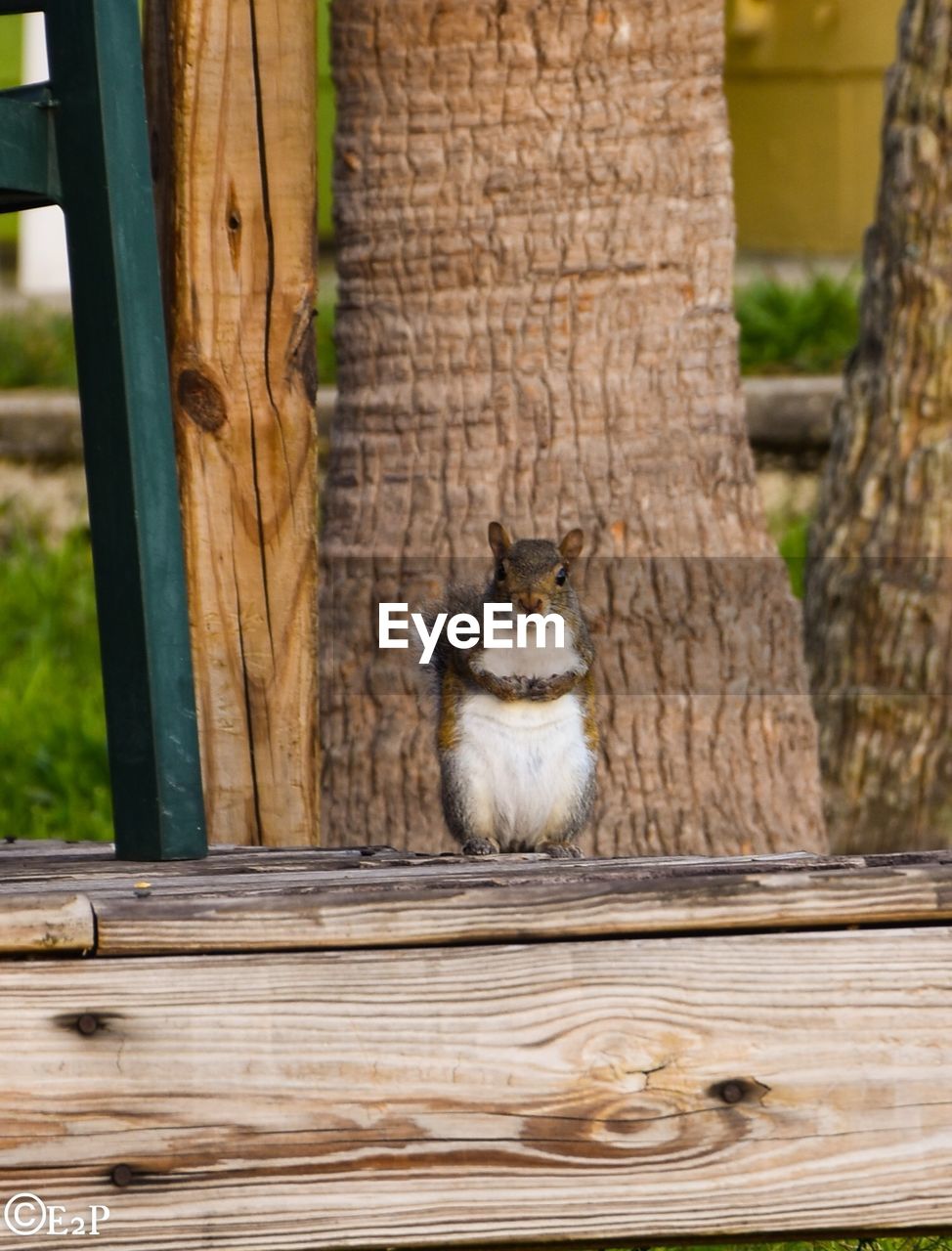 CAT SITTING ON WOOD OUTDOORS