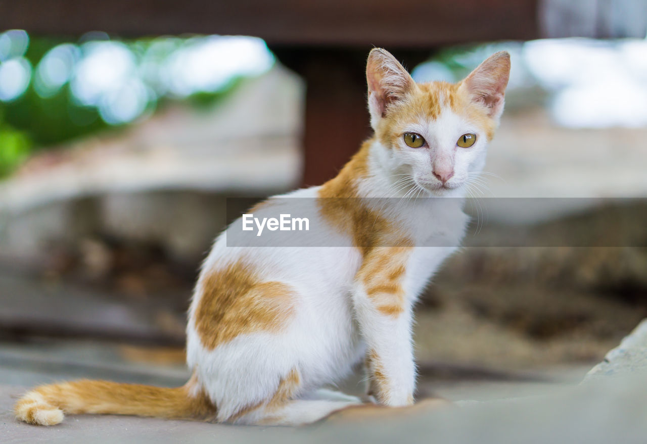 Portrait of ginger cat sitting on floor