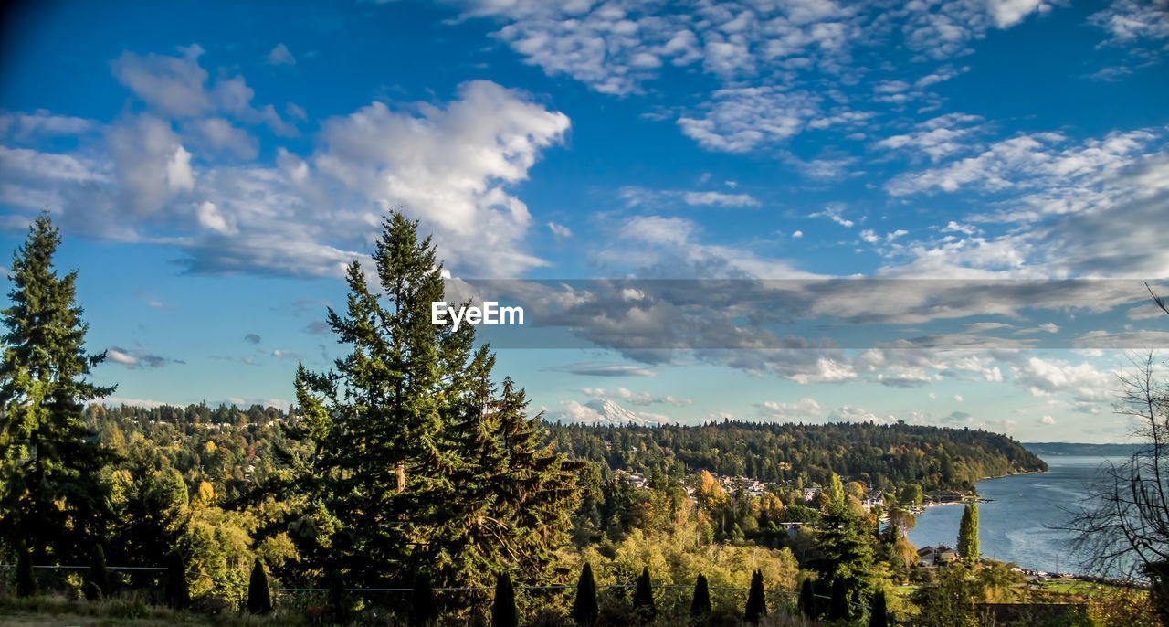 PANORAMIC VIEW OF TREES AGAINST SKY