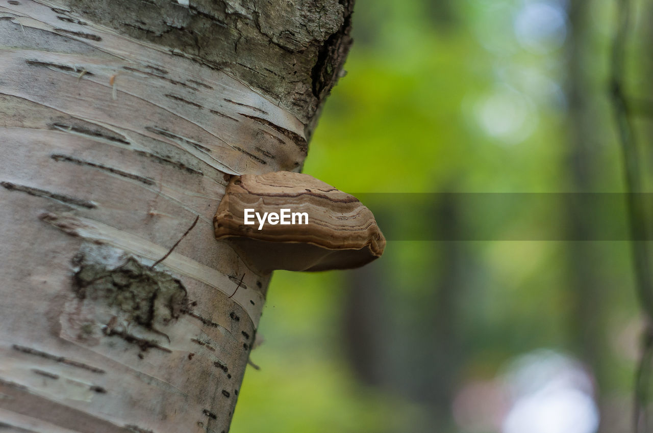 CLOSE-UP OF A TREE TRUNK