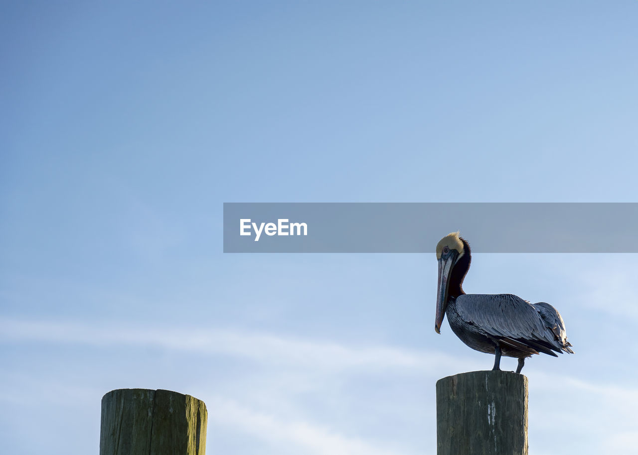 Low angle view of pelican  perching on wooden post against sky