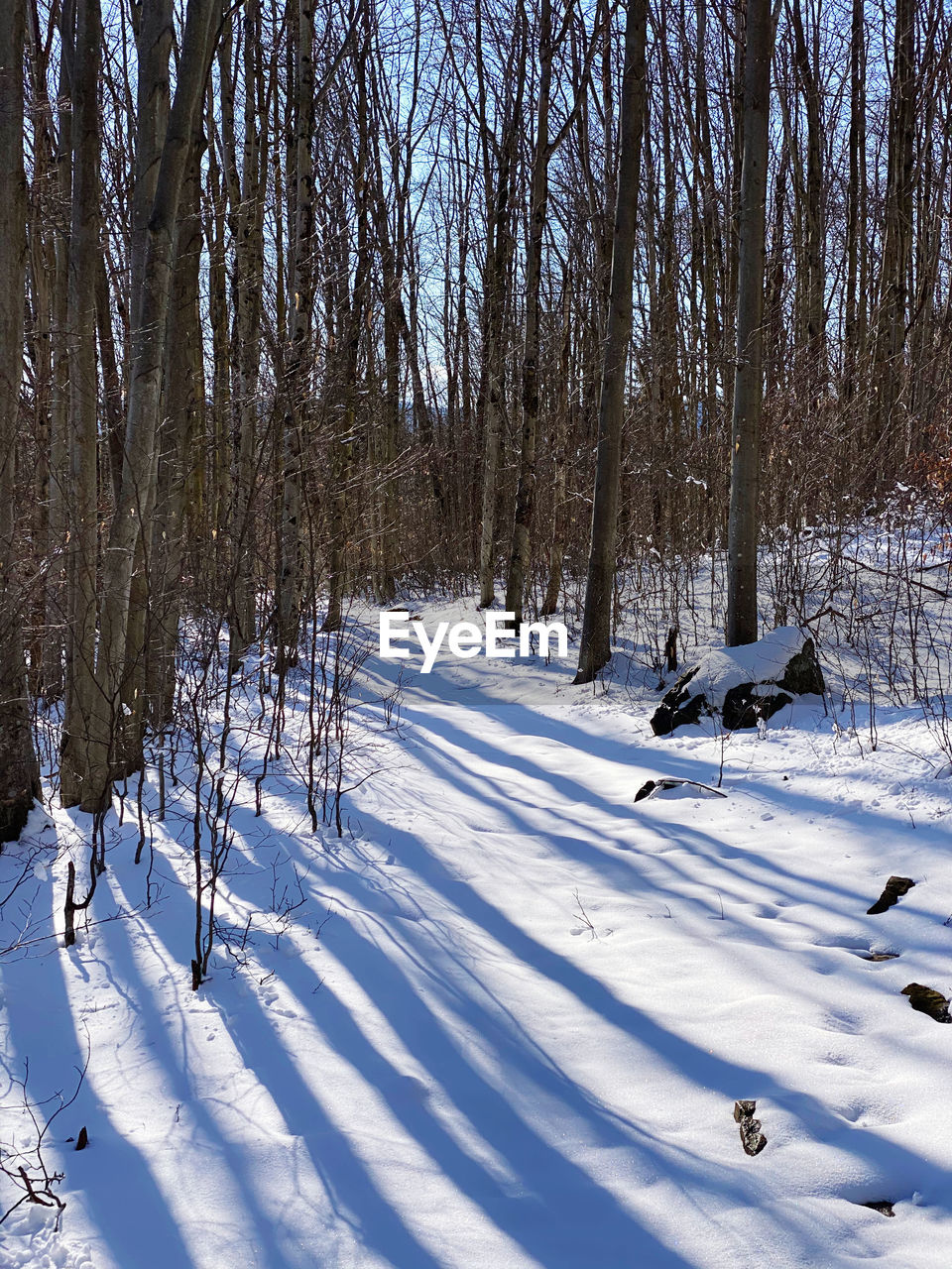 Bare trees on snow covered field during winter