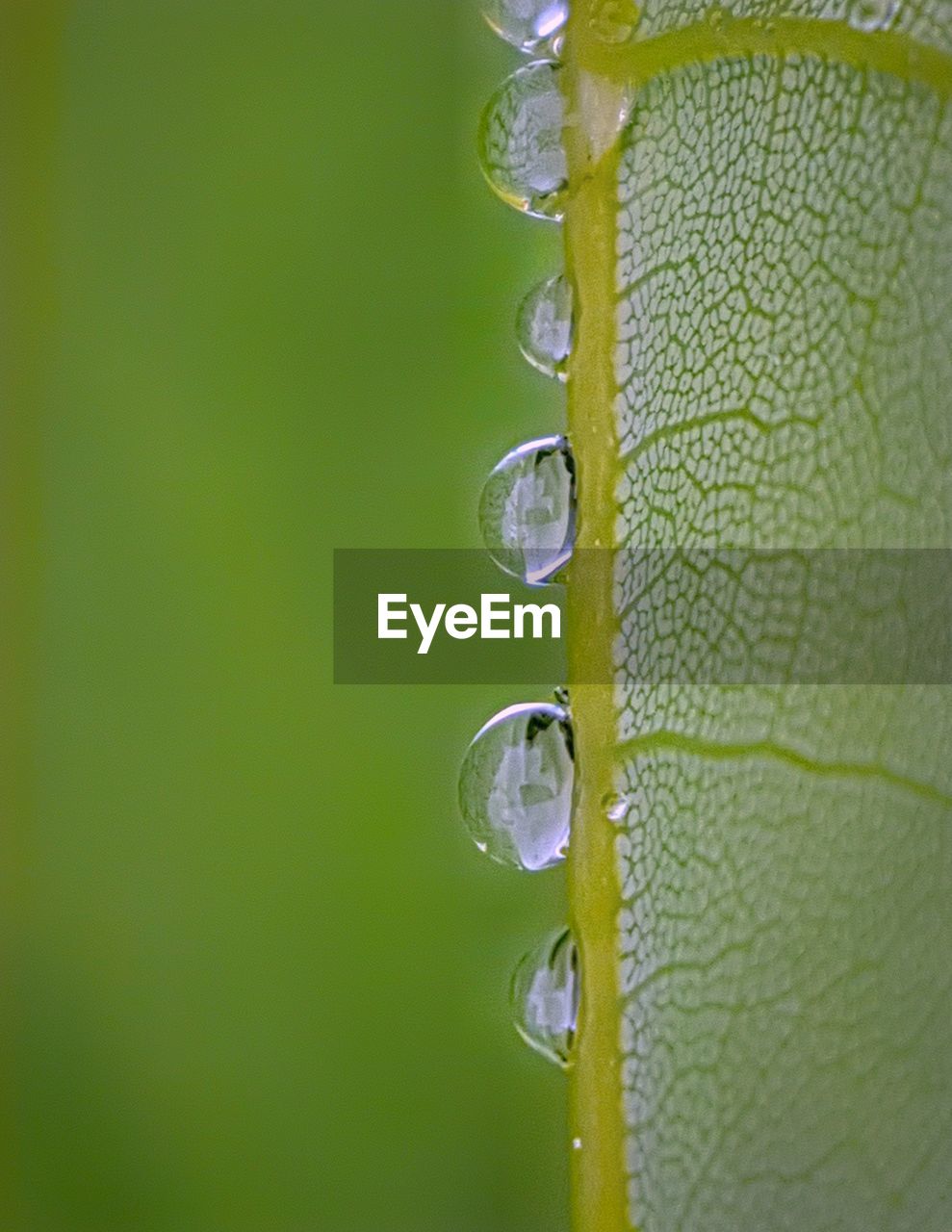 CLOSE-UP OF GREEN LEAF