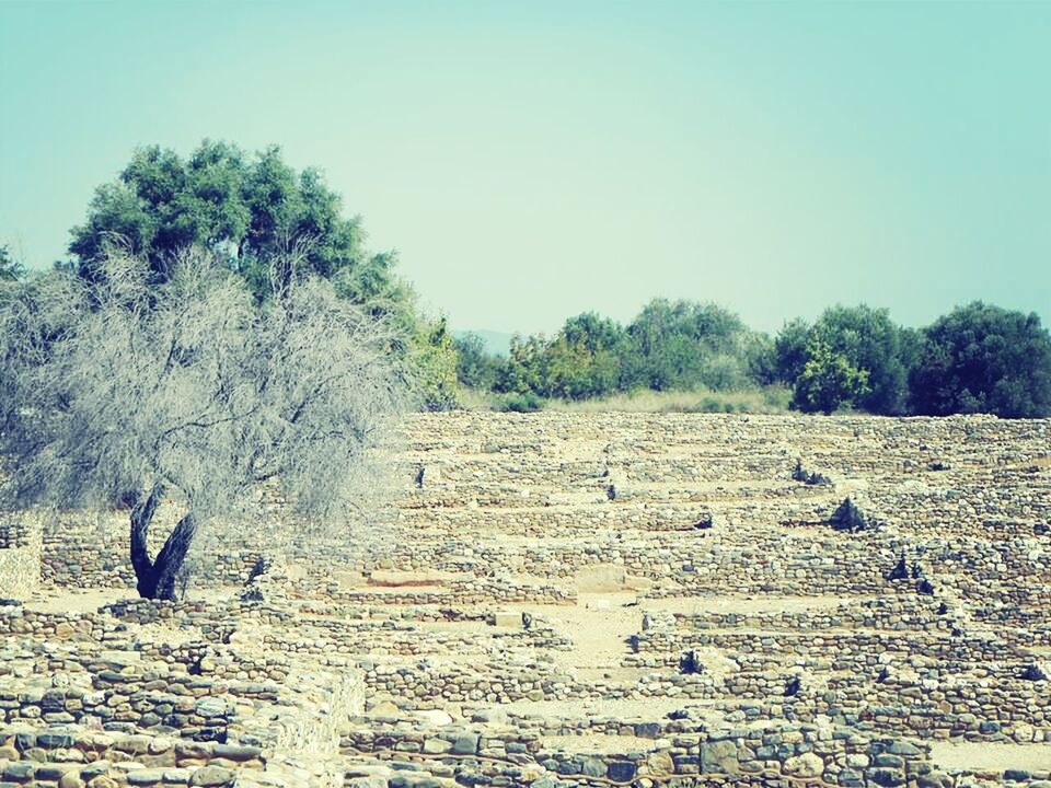 VIEW OF TREES AGAINST SKY