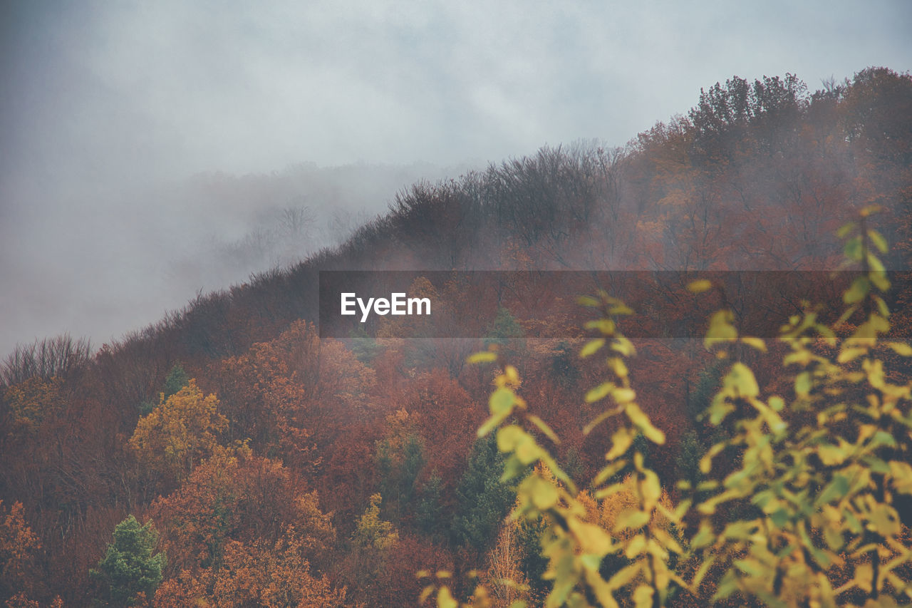 VIEW OF TREES IN FOREST DURING AUTUMN