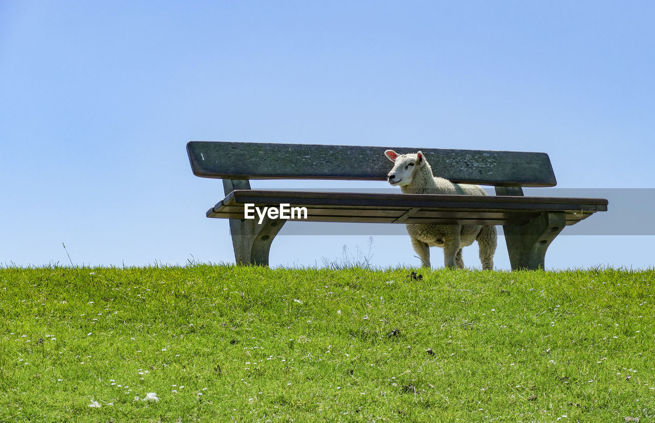Sheep around a bench on a levee in sunny ambiance seen in northern germany