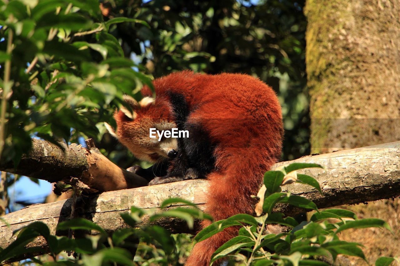 Low angle view of red panda sitting on tree in zoo