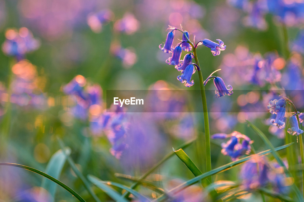 Close-up of purple flowering plant