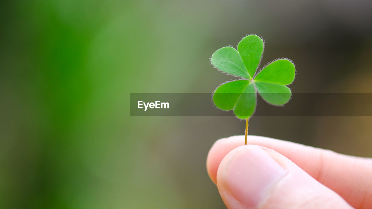 Close-up of hand holding clover