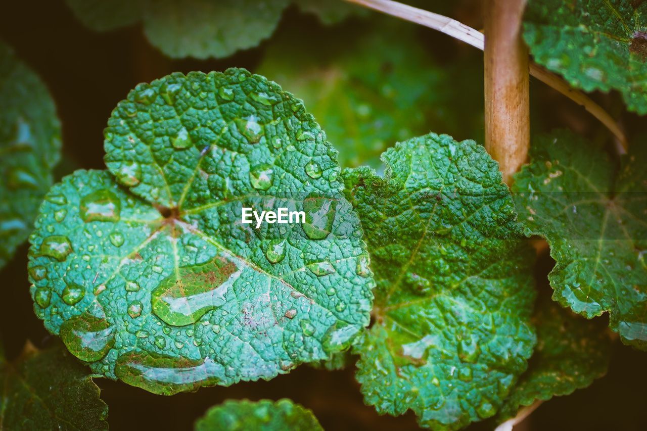 CLOSE-UP OF WET LEAVES ON PLANT