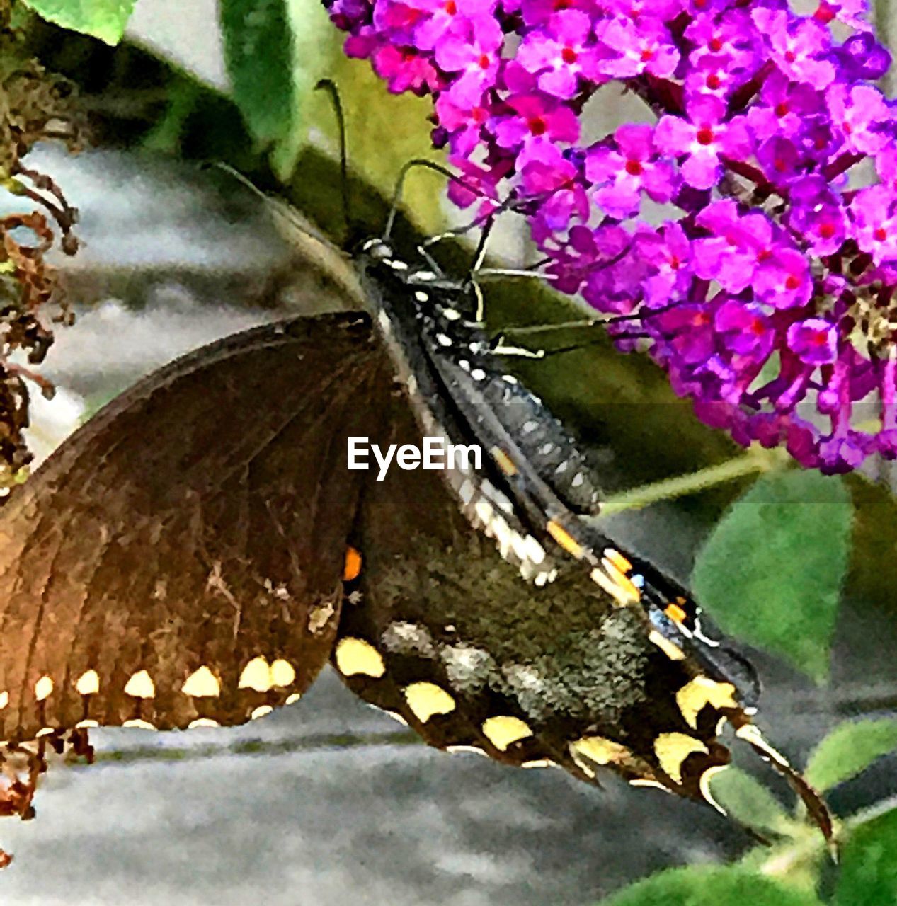 BUTTERFLY ON FLOWERS