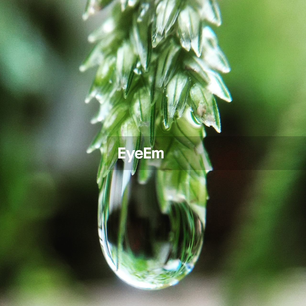 Close-up of raindrops on plant