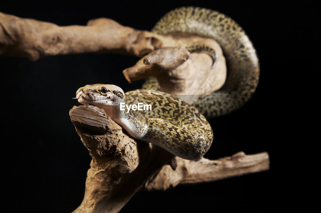 Python on wood against black background