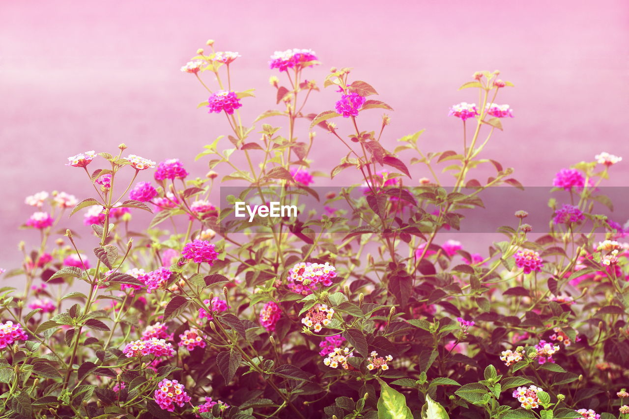 CLOSE-UP OF PINK FLOWERING PLANTS AGAINST SKY