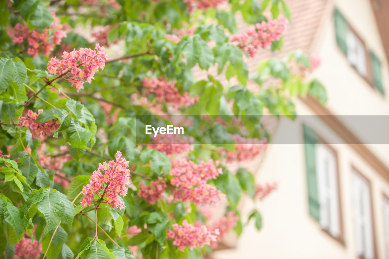 Close-up of pink flowering lilac