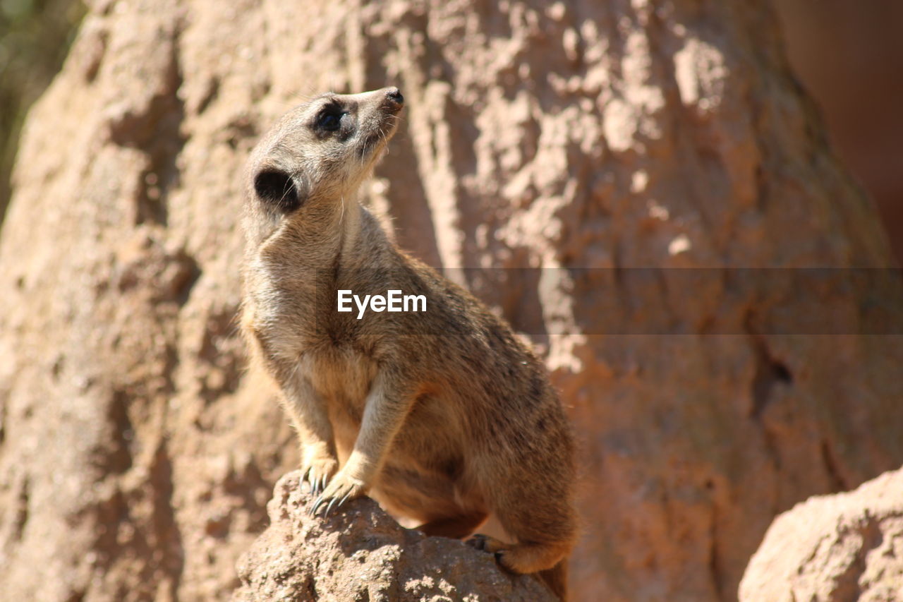 Close-up of a meerkat on tree trunk