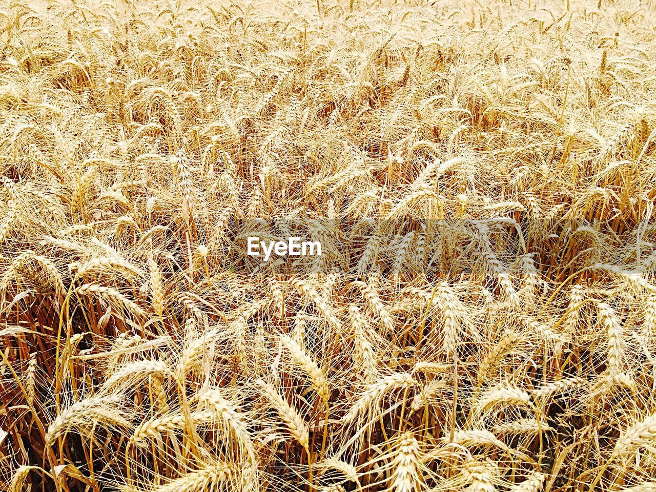 Full frame shot of wheat field