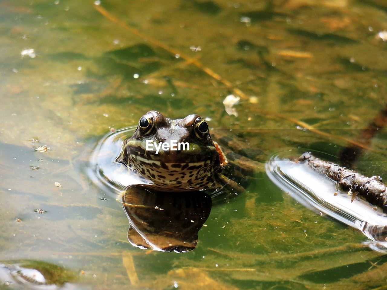 High angle view of frog in lake