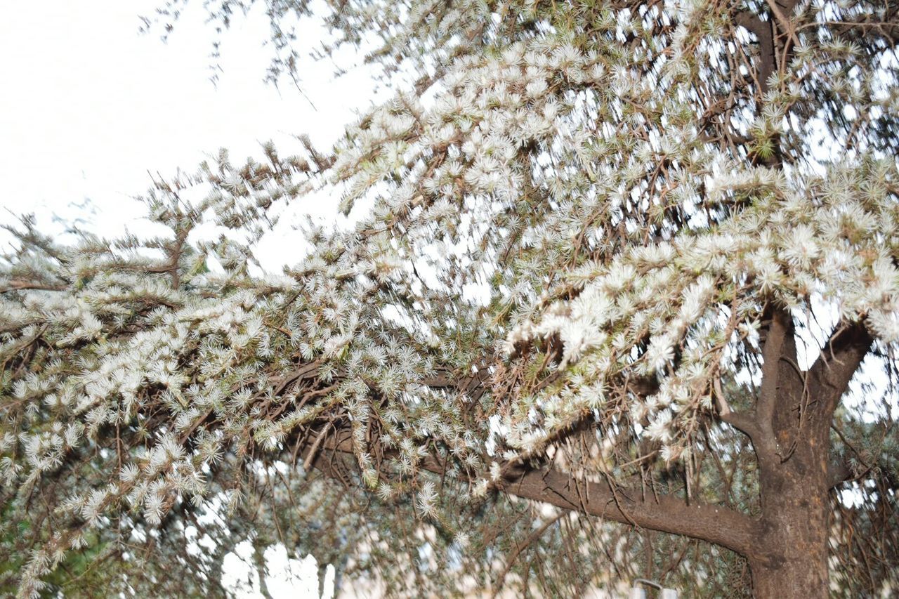 LOW ANGLE VIEW OF APPLE BLOSSOMS IN SPRING