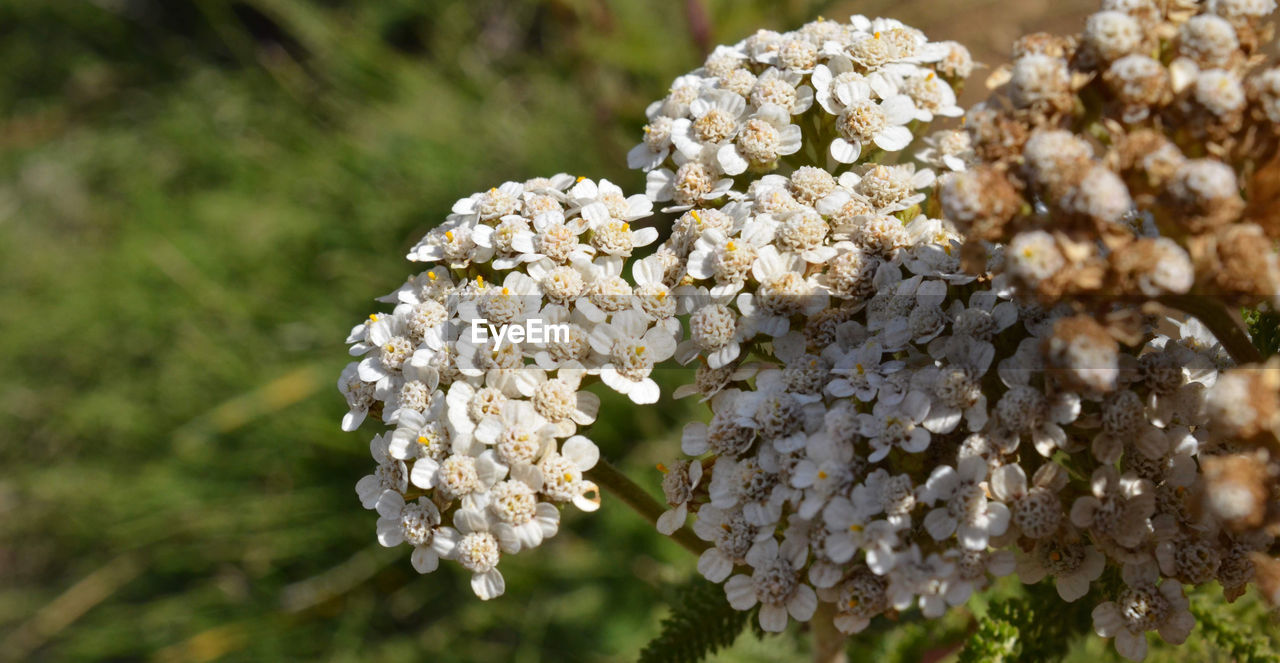 CLOSE-UP OF WHITE CHERRY BLOSSOMS