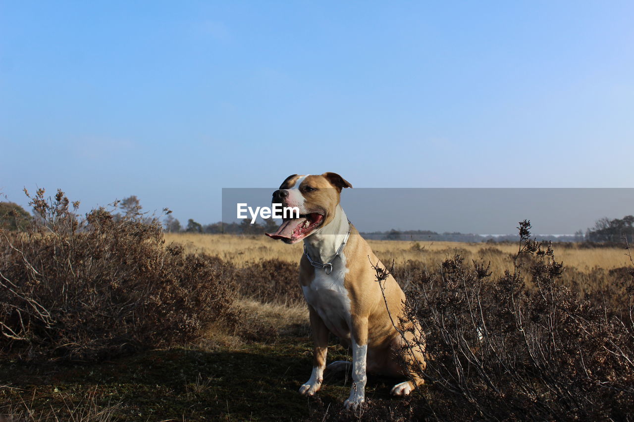 DOGS SITTING ON GRASS AGAINST SKY