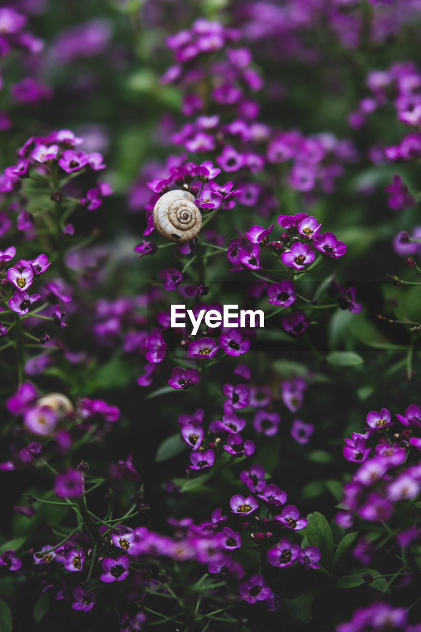 CLOSE-UP OF PURPLE FLOWERS