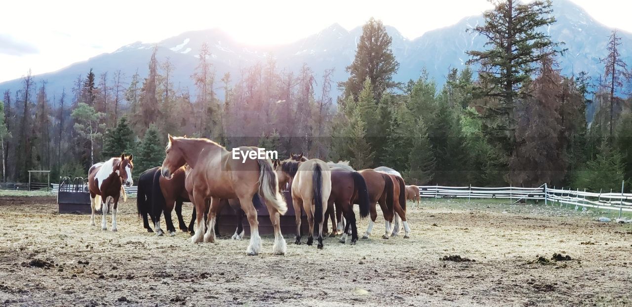 HORSES ON FIELD AGAINST SKY