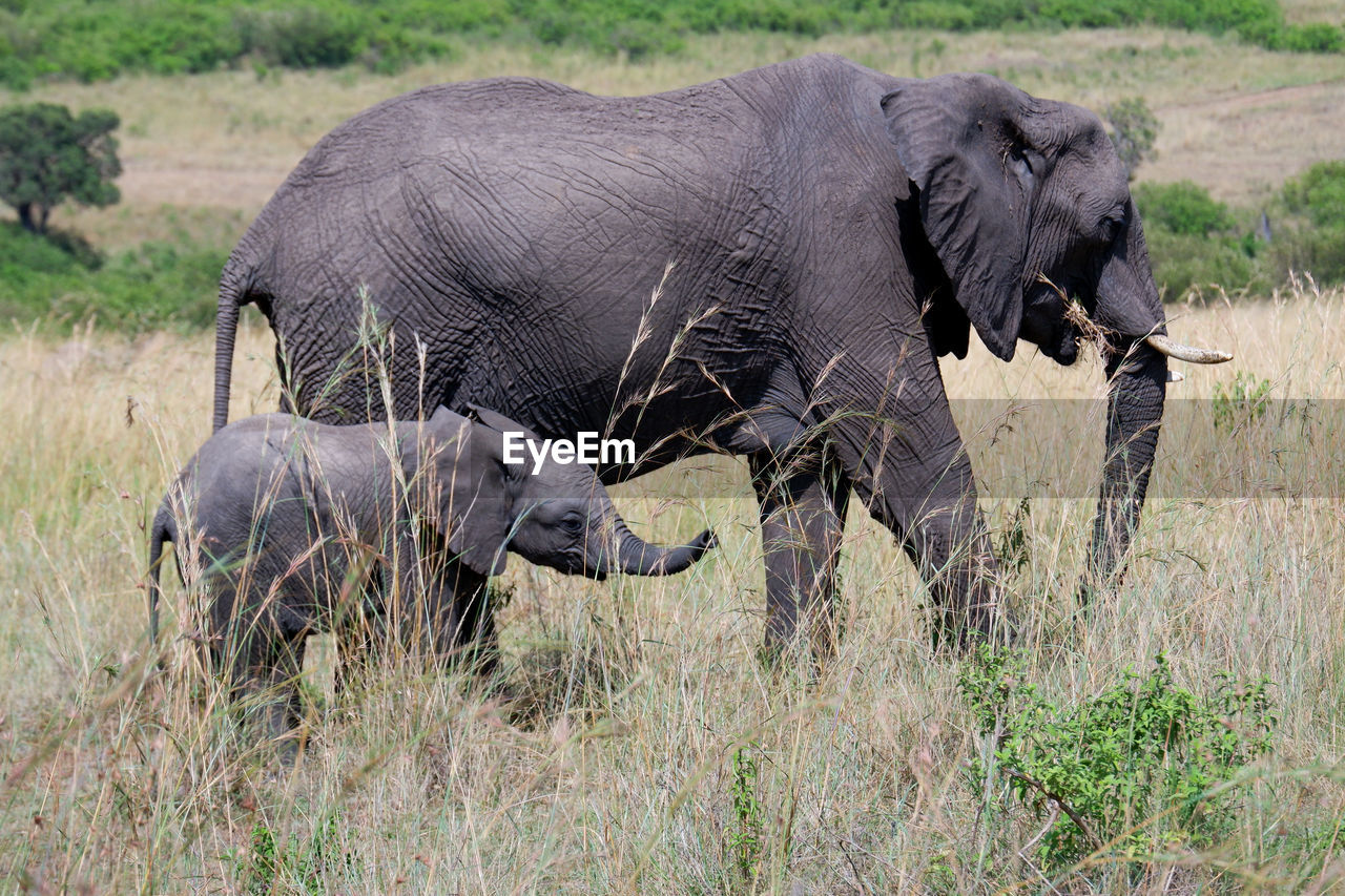 animal themes, animal, animal wildlife, wildlife, indian elephant, mammal, elephant, safari, african elephant, plant, grass, adventure, group of animals, no people, tourism, nature, grassland, animal body part, savanna, travel destinations, young animal, two animals, environment, outdoors, side view, animal family, travel, day, tusk, beauty in nature