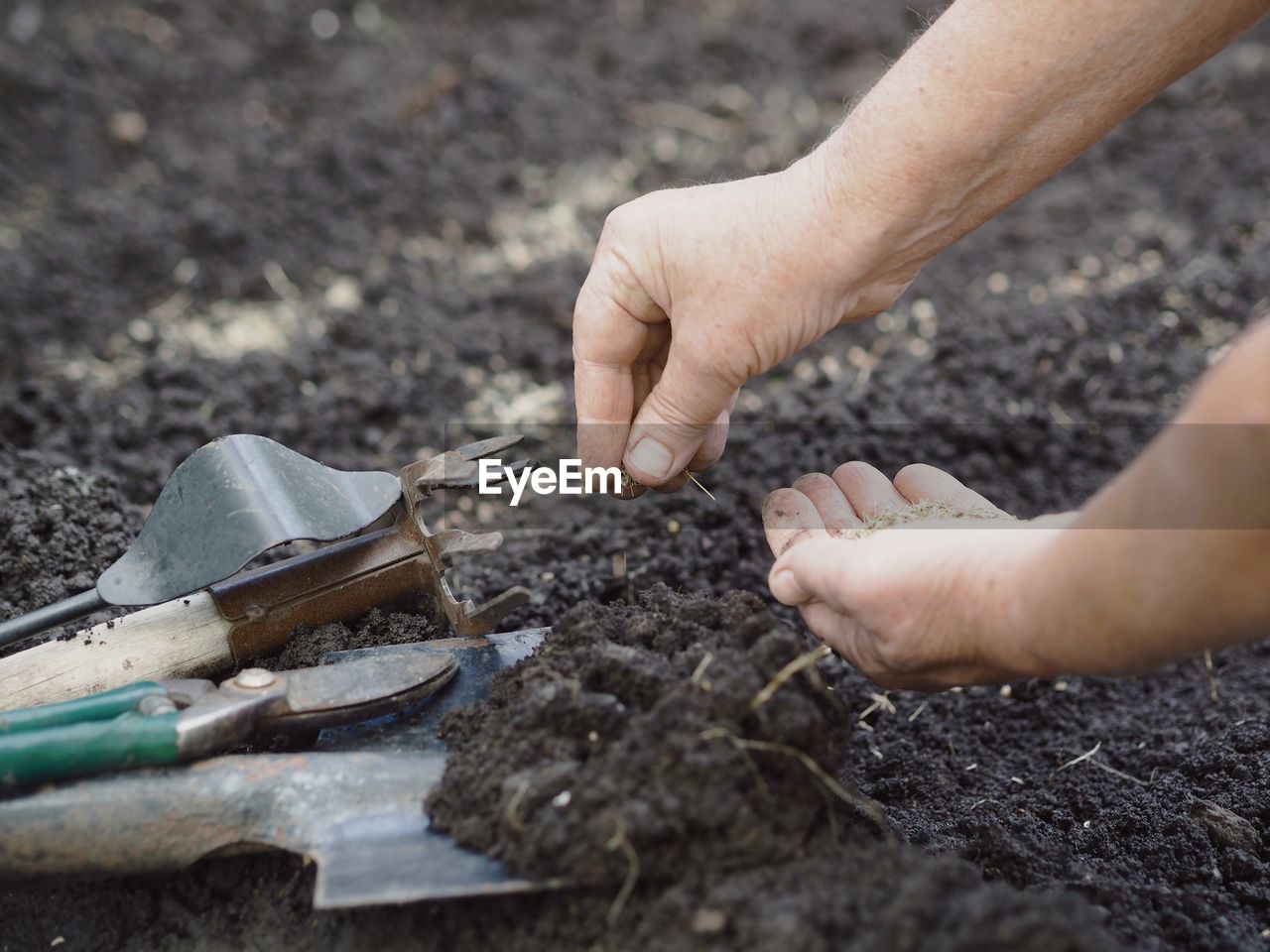 Elderly woman's hands throw dill seeds into the ground against the background of agricultural tools.