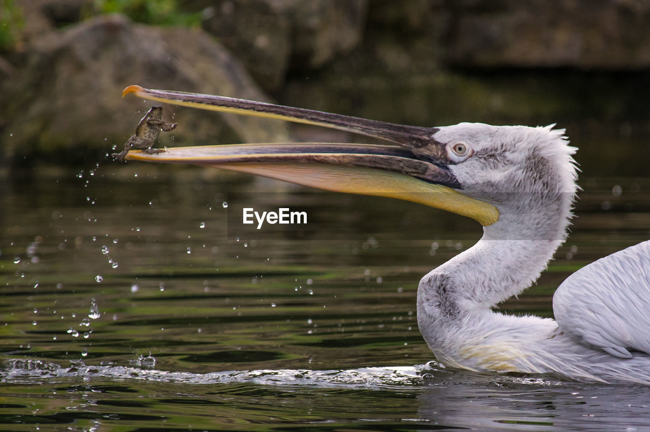 Pelican caught a frog and is now holding it in its beak