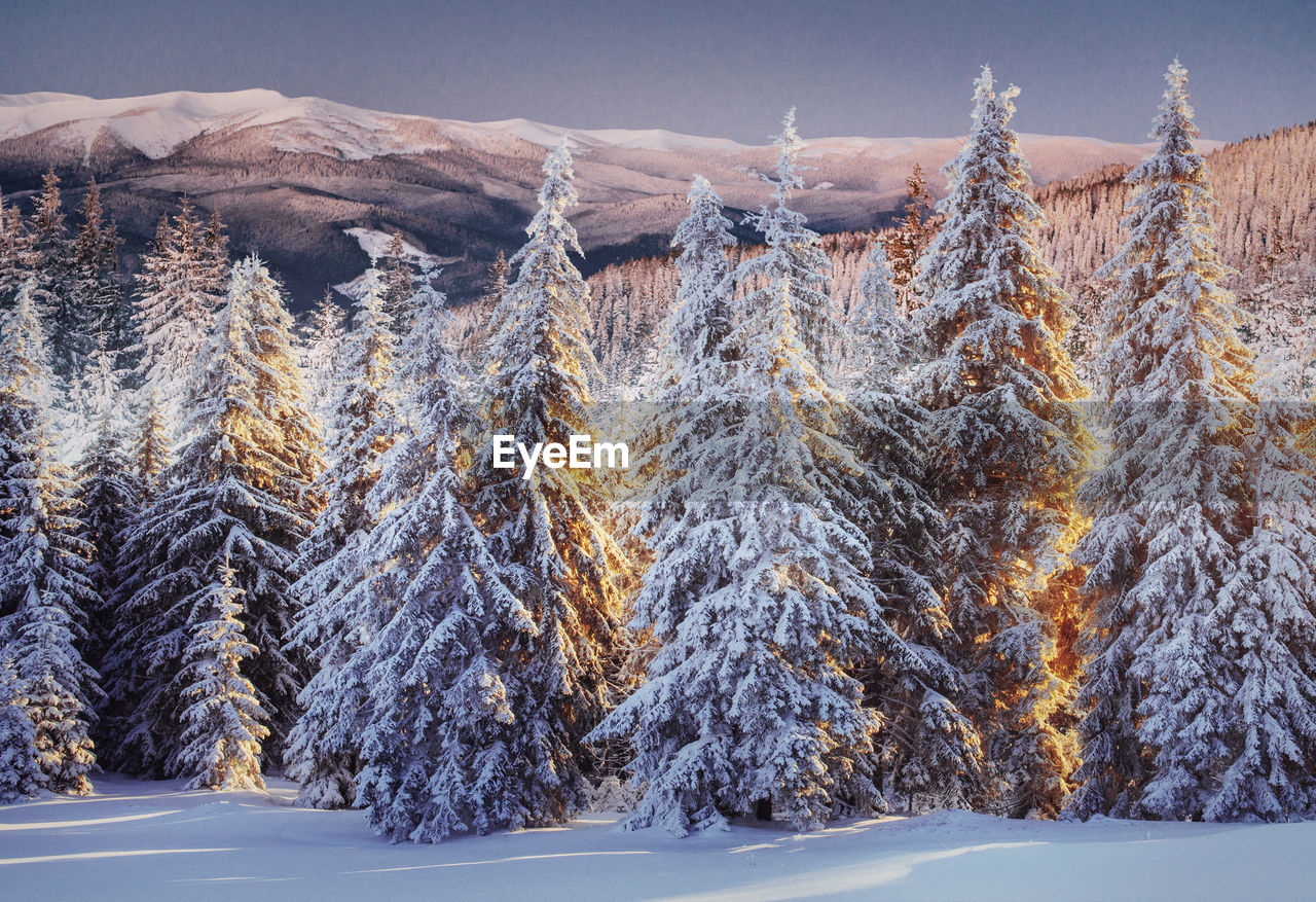 Majestic landscape with forest at winter time. scenery background.