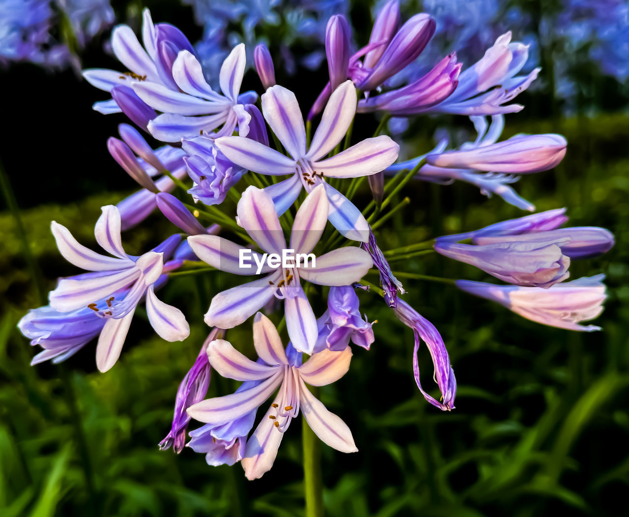 flower, flowering plant, plant, beauty in nature, freshness, fragility, purple, close-up, growth, petal, nature, flower head, inflorescence, focus on foreground, herb, no people, wildflower, botany, vegetable, blossom, produce, day, outdoors, springtime, pollen