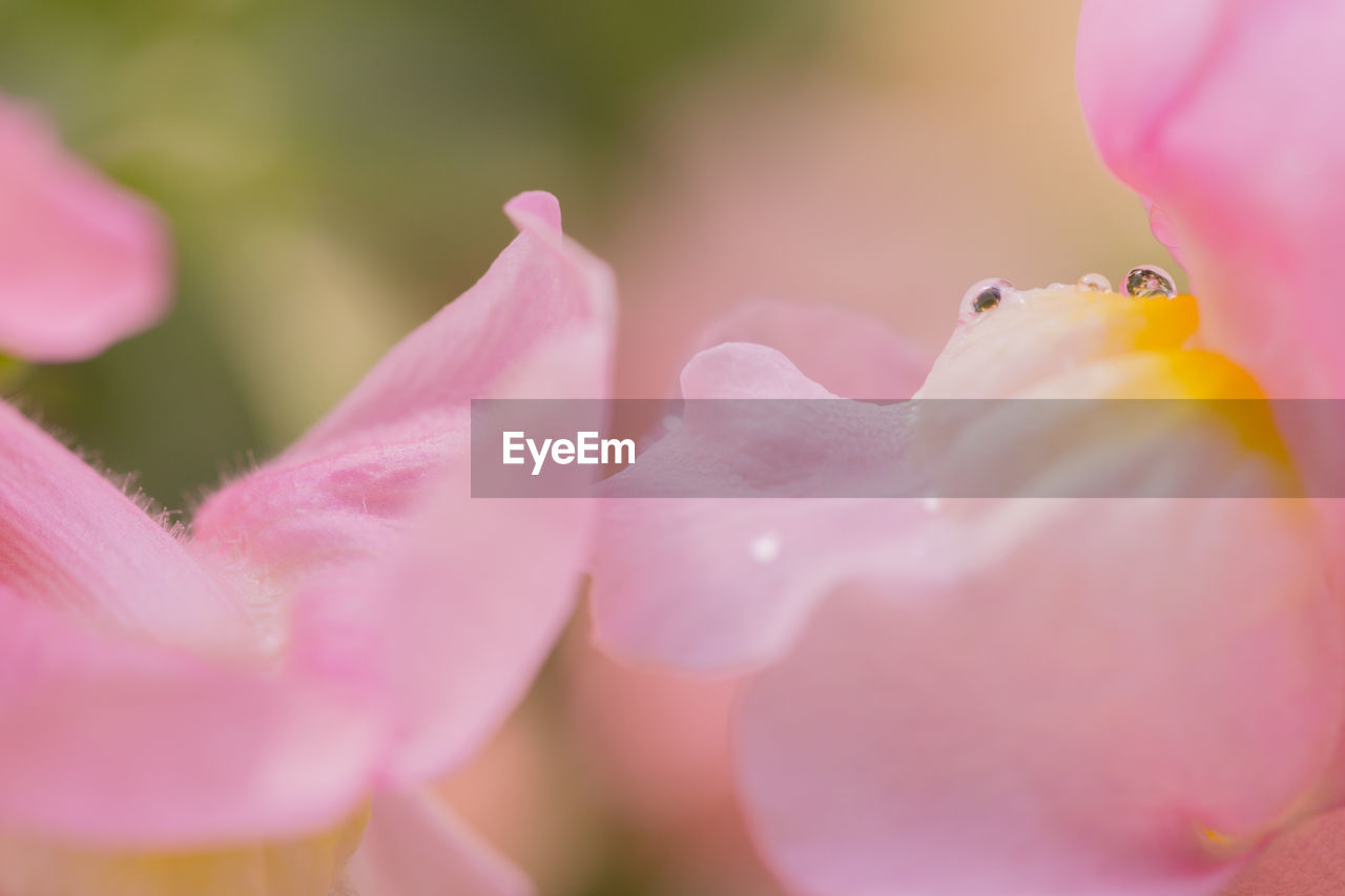 pink, flower, plant, flowering plant, beauty in nature, blossom, macro photography, close-up, freshness, petal, nature, selective focus, fragility, no people, springtime, water, flower head, outdoors, growth, macro, animal, inflorescence, animal themes, pastel colored, extreme close-up, animal wildlife