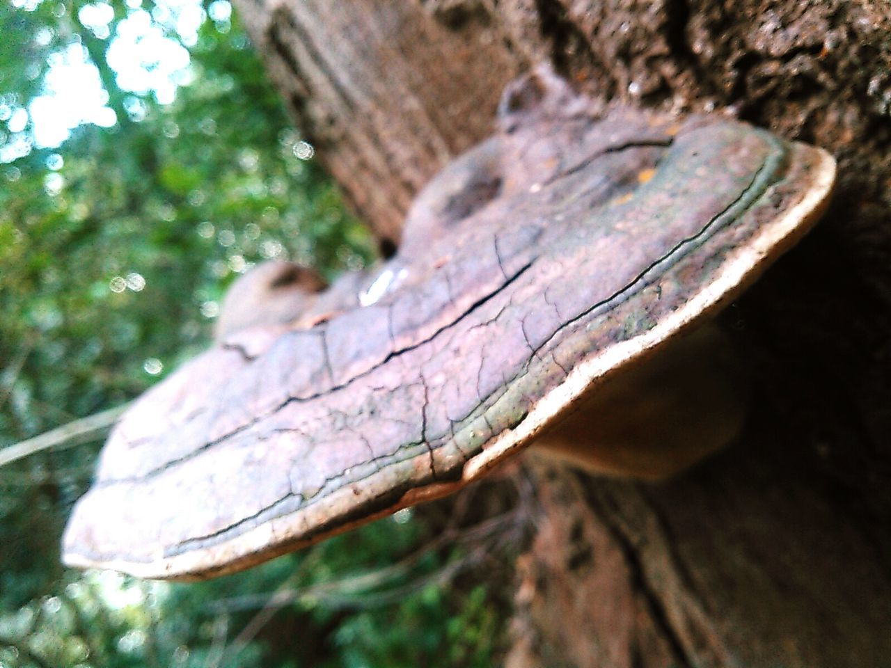 CLOSE-UP OF TREE TRUNK ON WOOD