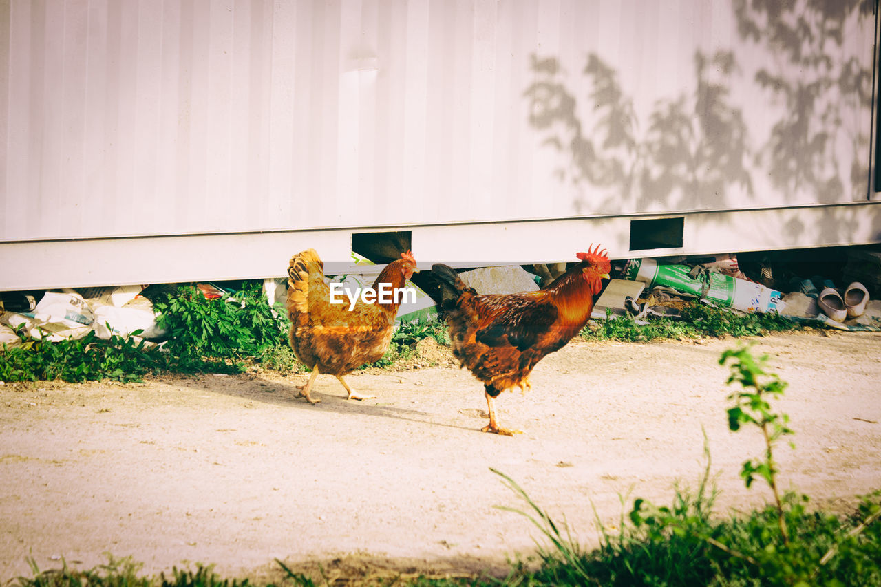 Chickens on field