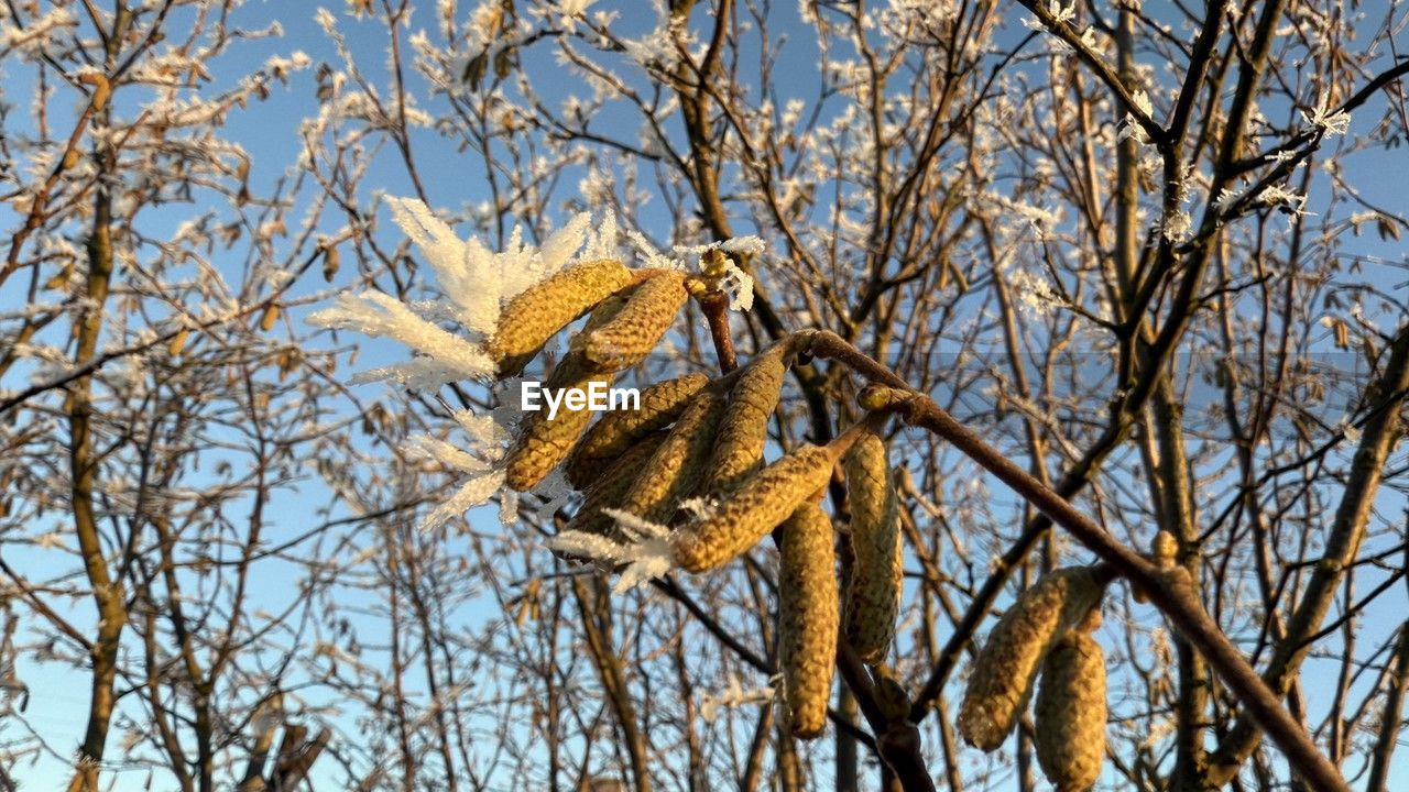 tree, plant, branch, low angle view, nature, no people, bird, sky, day, beauty in nature, winter, wildlife, animal wildlife, autumn, bare tree, outdoors, animal, growth, animal themes, leaf, one animal, tranquility