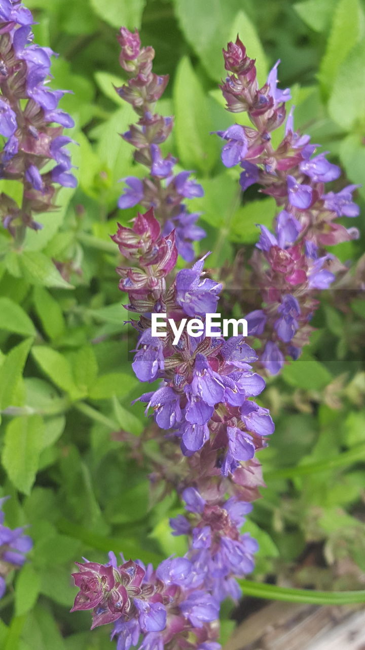 Close-up of purple flowers