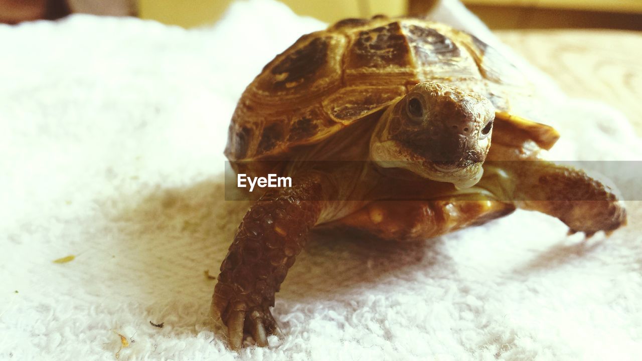 Close-up of turtle in container