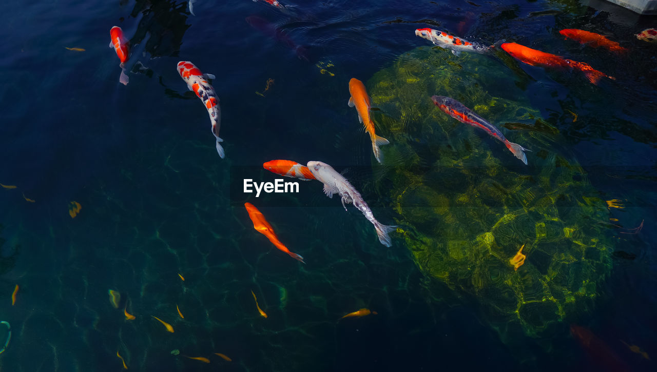 high angle view of koi carps swimming in water