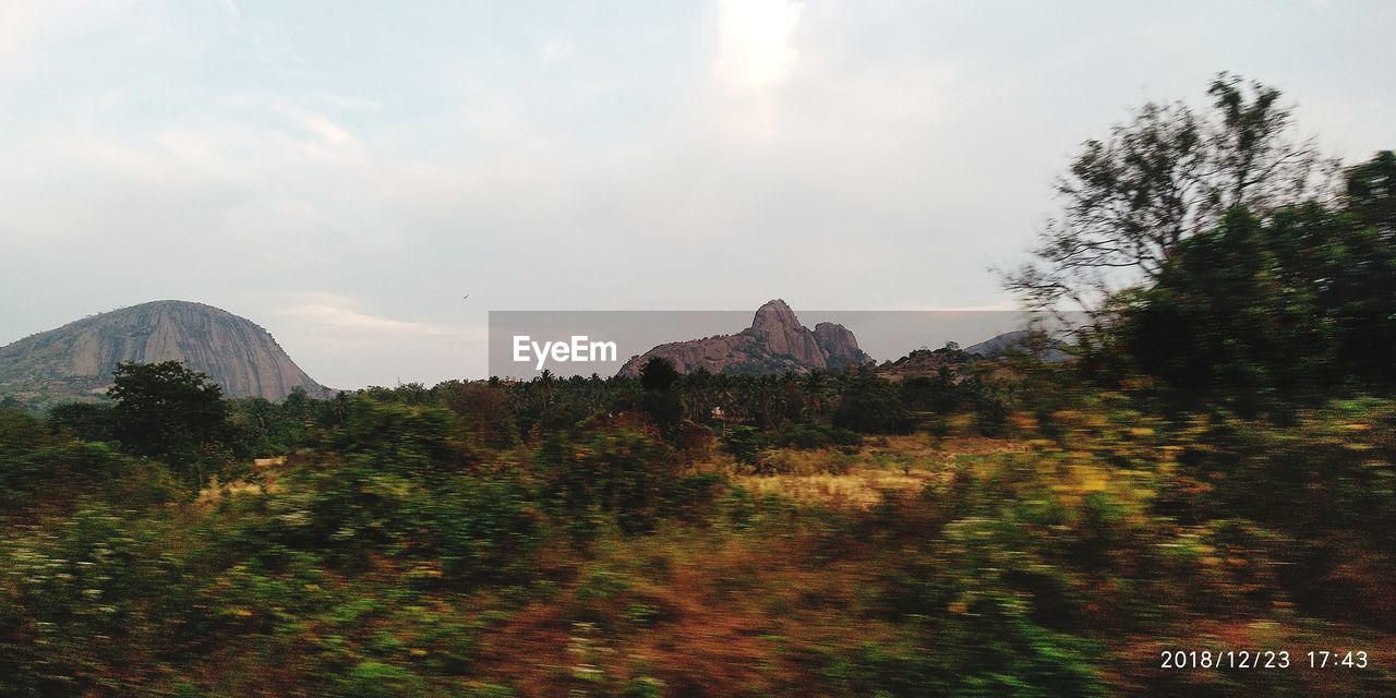 SCENIC VIEW OF TREES GROWING ON MOUNTAIN AGAINST SKY