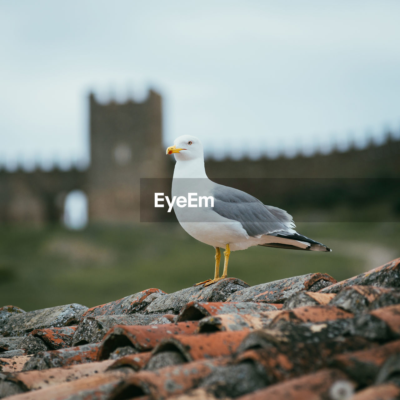 Close-up of seagull perching on rock