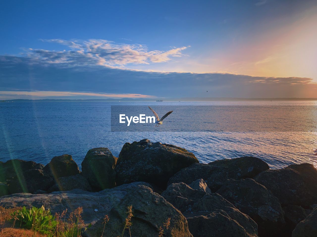 SEAGULLS FLYING OVER SEA SHORE AGAINST SKY