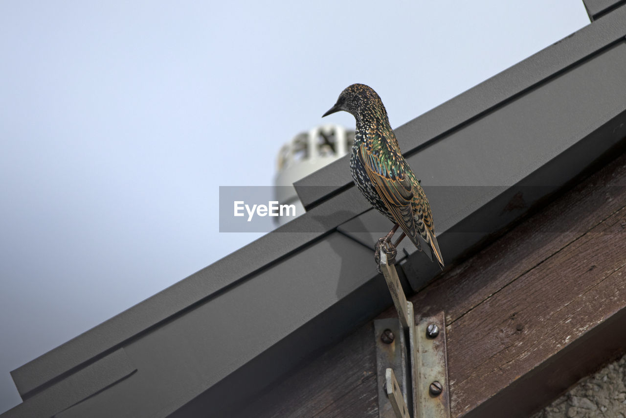 LOW ANGLE VIEW OF BIRD ON WOODEN WALL AGAINST SKY