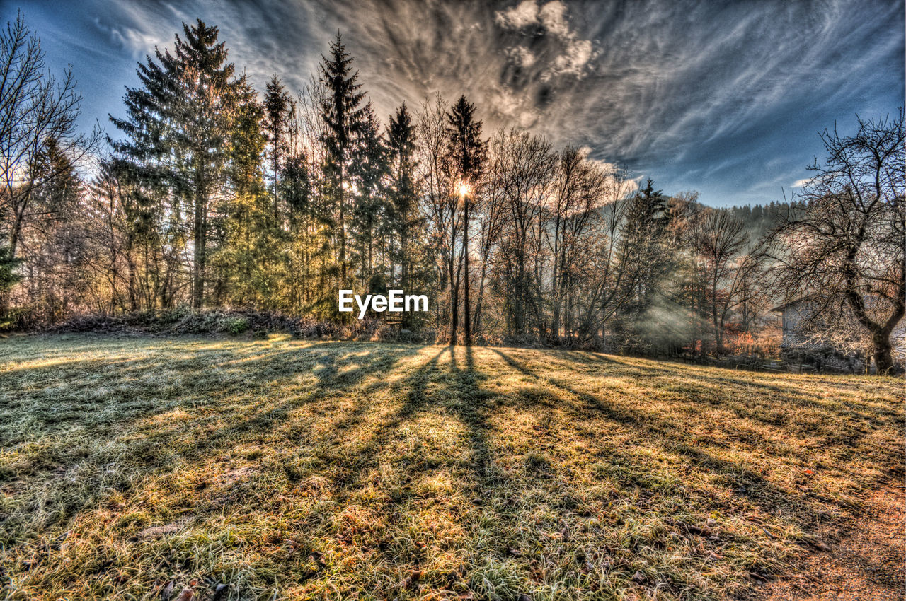 VIEW OF TREES IN WINTER LANDSCAPE