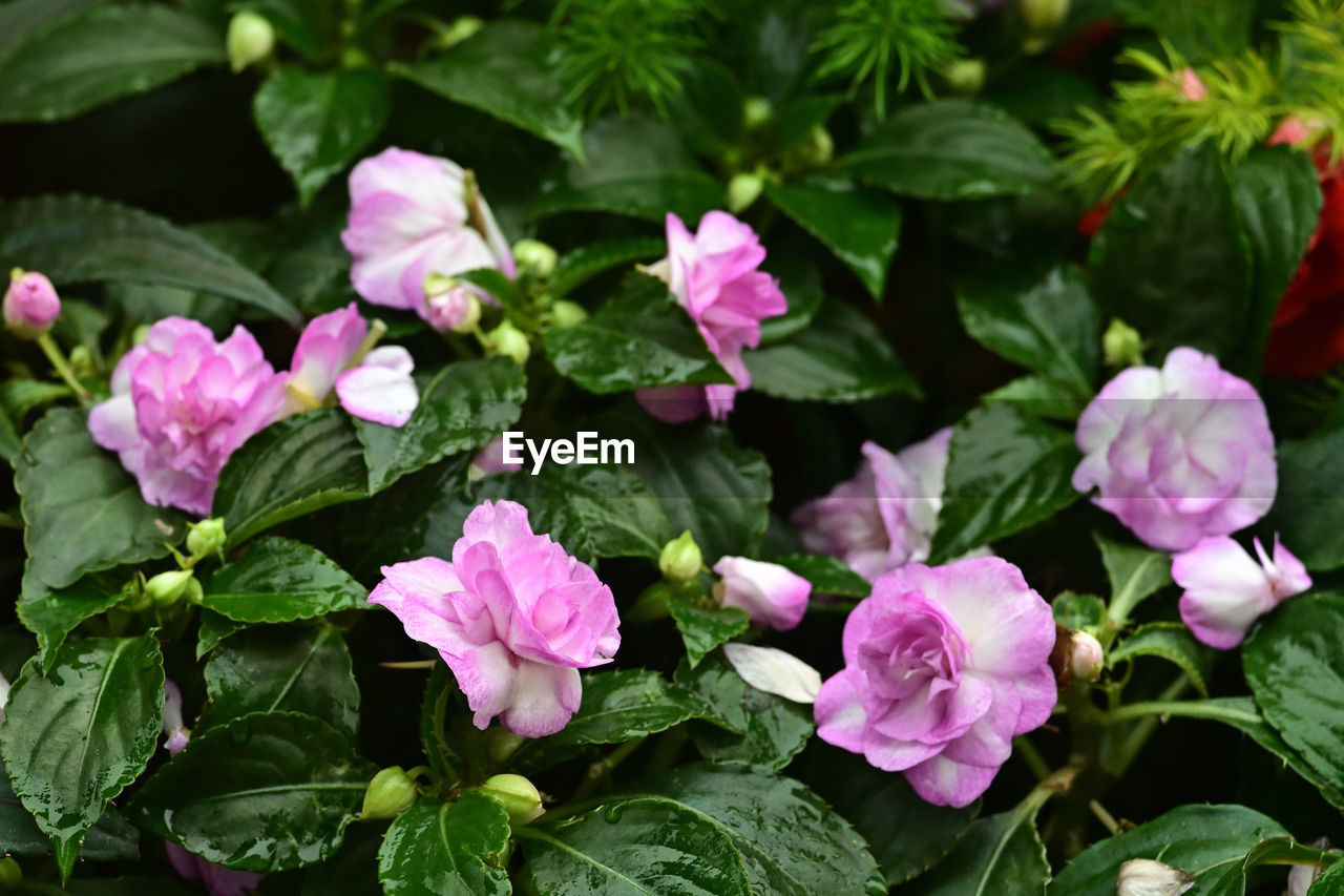 plant, flower, flowering plant, plant part, leaf, pink, freshness, beauty in nature, nature, close-up, green, petal, no people, inflorescence, flower head, botany, growth, outdoors, garden, fragility, summer, rose, multi colored, day, springtime, botanical garden